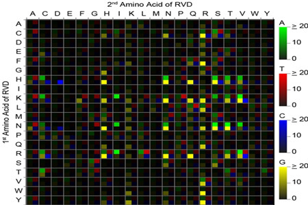 显示TALE RVDs (Repeat-Variable Diresidues) 识别DNA碱基偏好性的热图