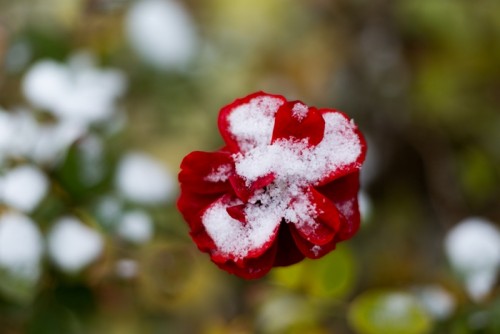 雪红