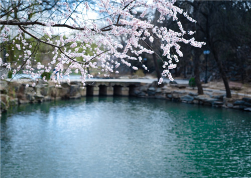 桥下浅深水，岸上红白花。