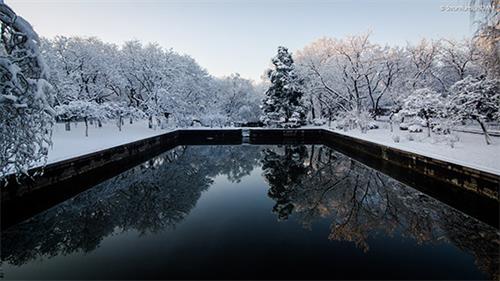 《大雪过后，在校友桥上遥望朝阳漫过枝头》  作者：Strontium