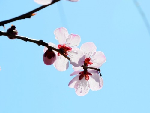 春日·桃花