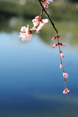 未名桃花水